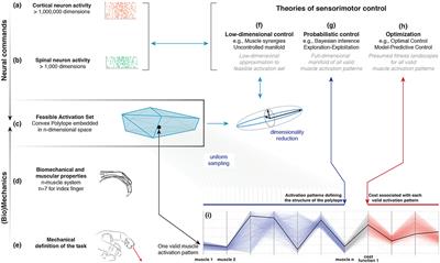 Feasibility Theory Reconciles and Informs Alternative Approaches to Neuromuscular Control